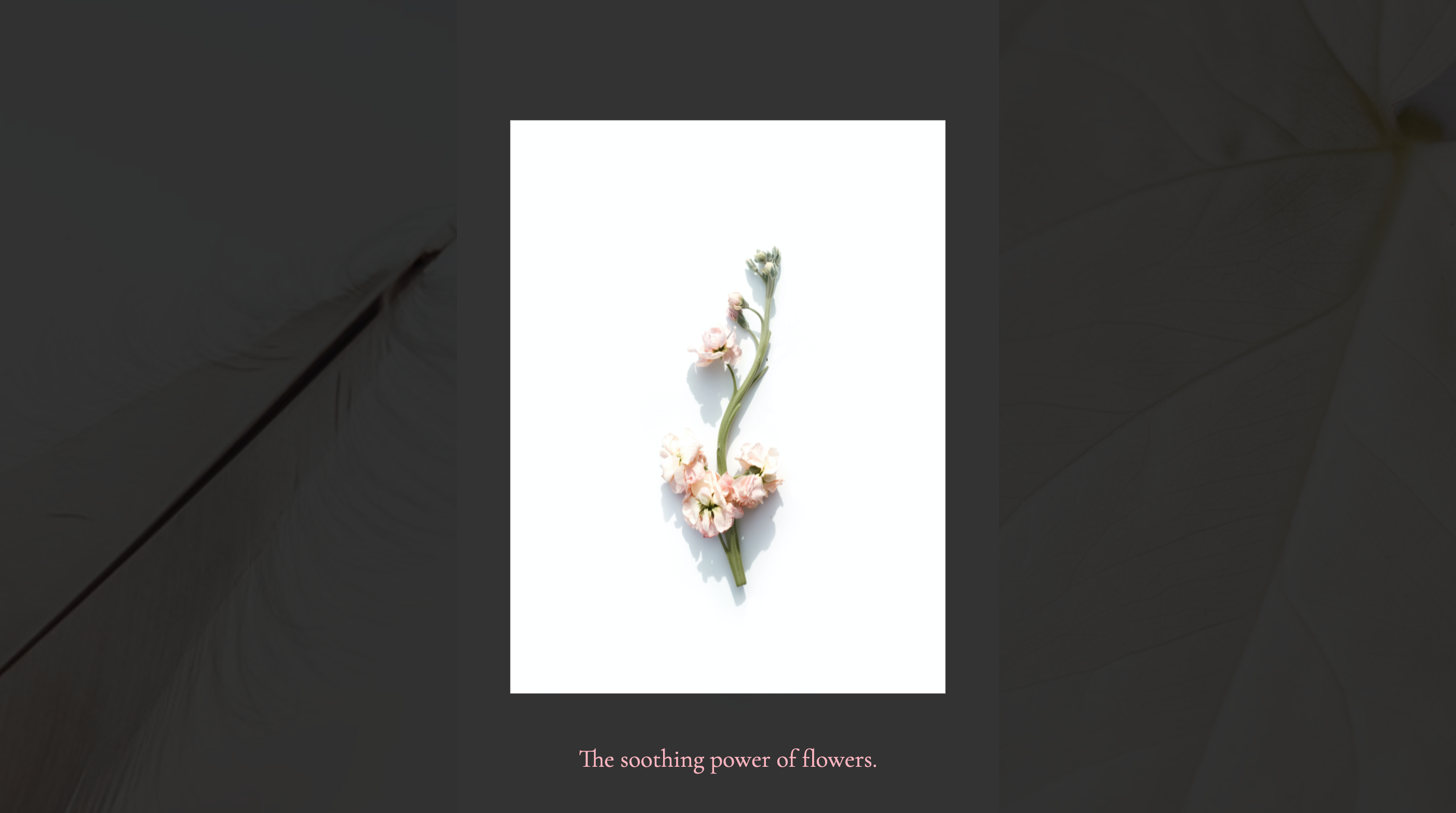 image-gallery-page-pink-flower-black-background-pink-caption