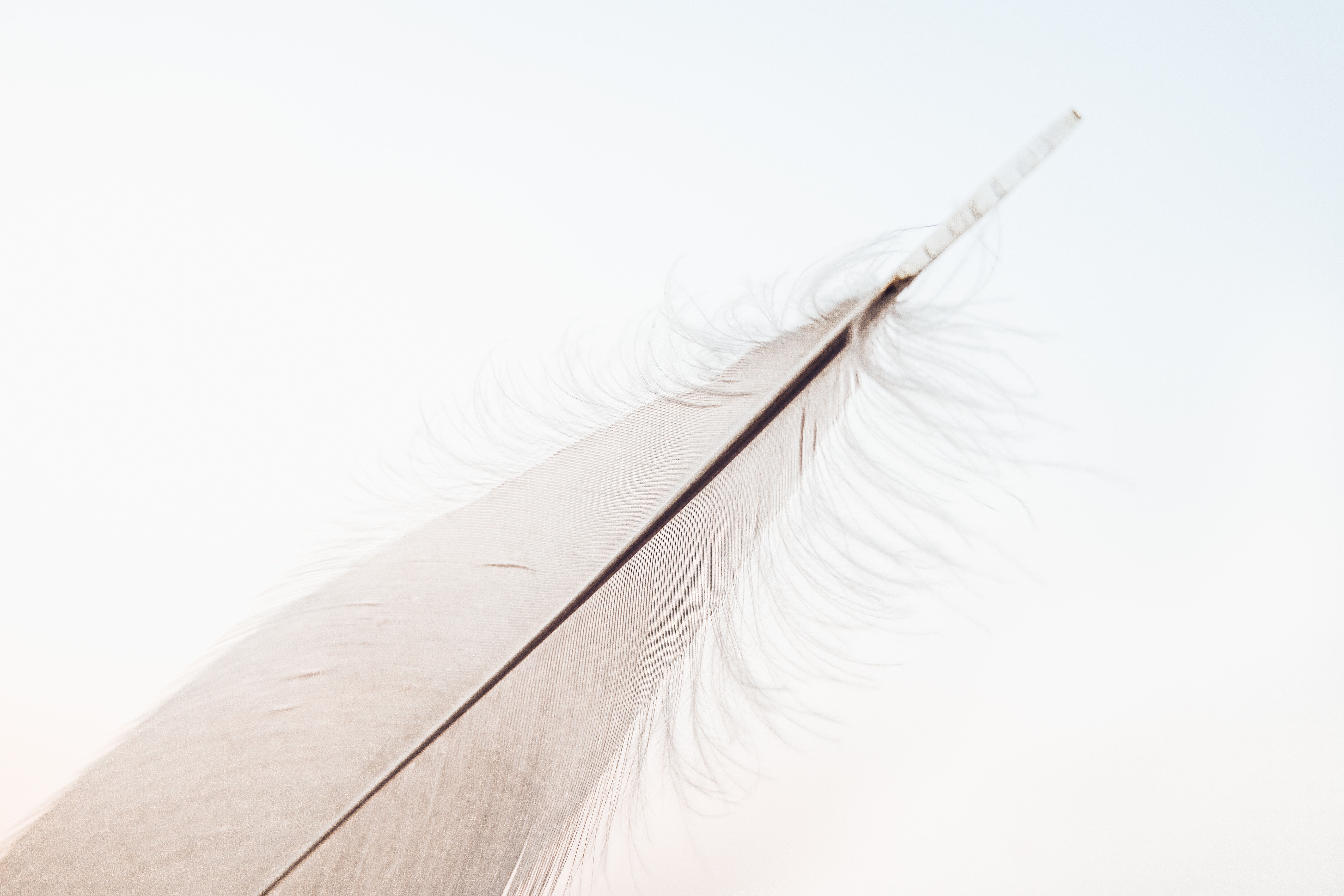 white feather in a white background